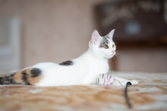 котенок Горошка котенок Горошка