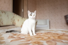 котенок Горошка котенок Горошка