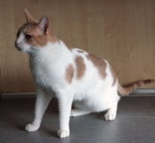 Ярик Ярик